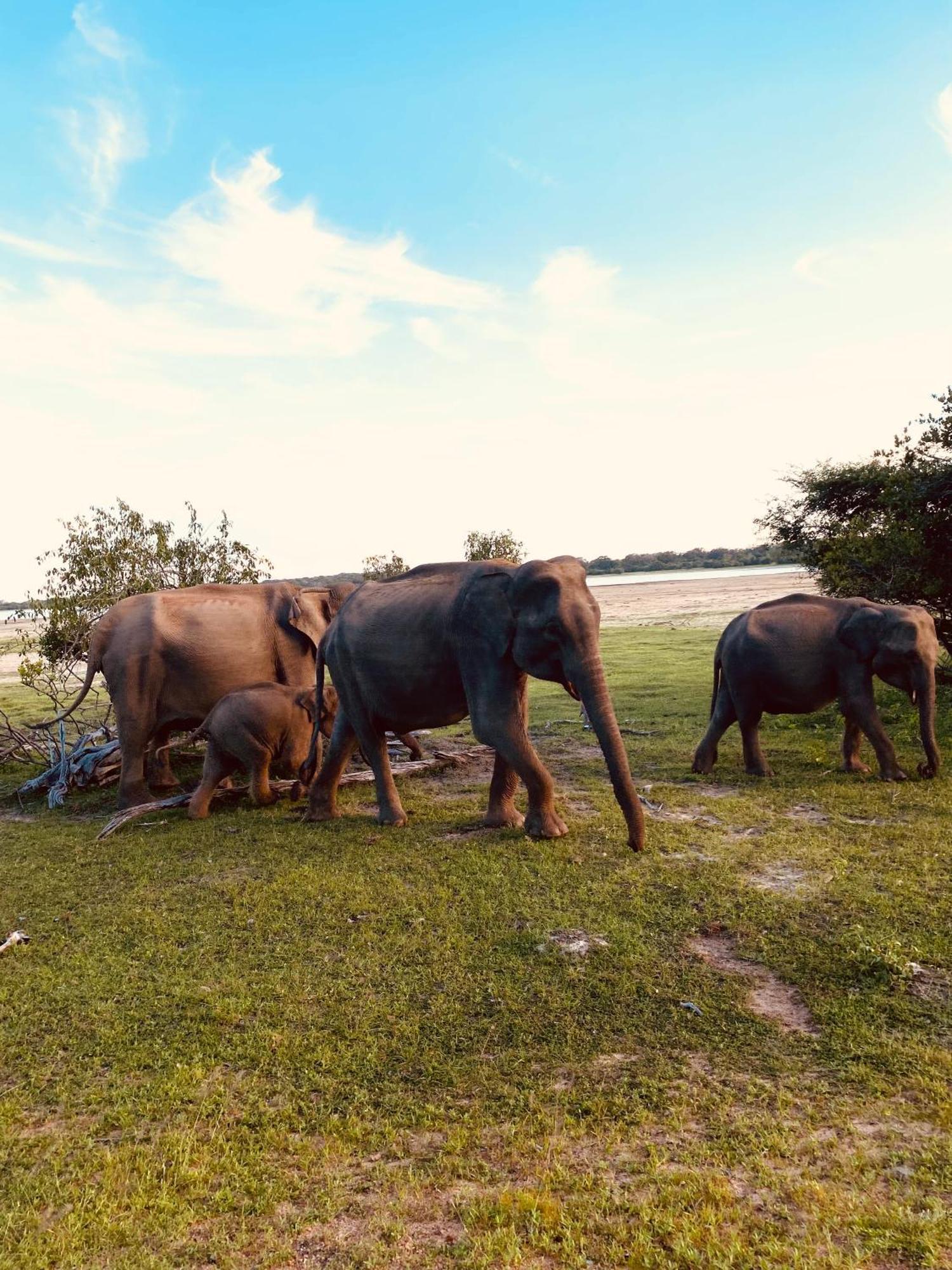 Tropicana Home Stay Arugam Bay Eksteriør billede