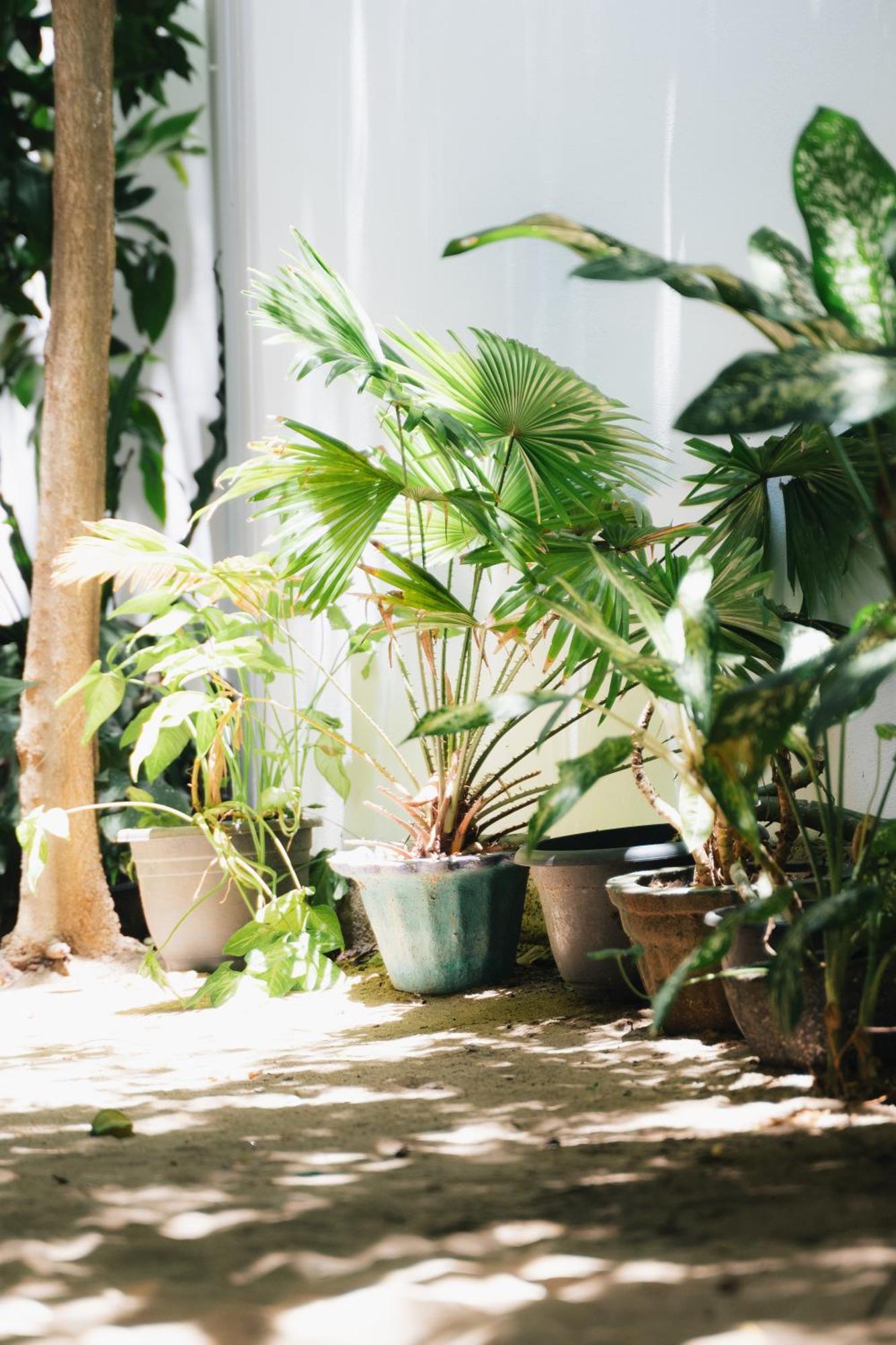 Tropicana Home Stay Arugam Bay Eksteriør billede